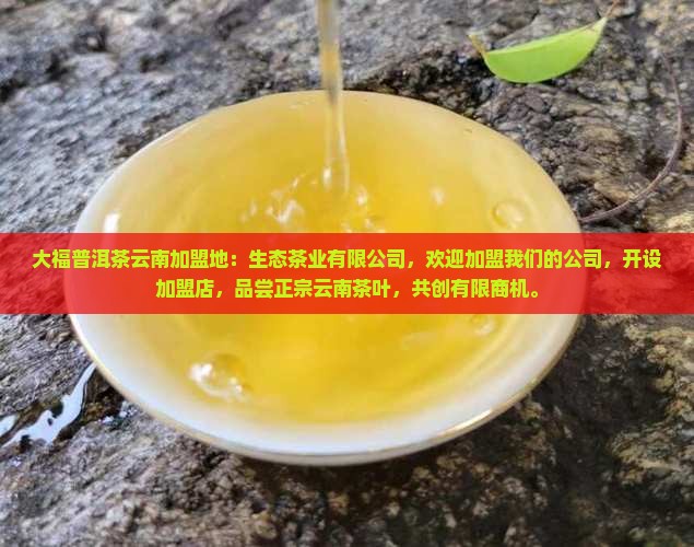今大福普洱茶云南加盟地