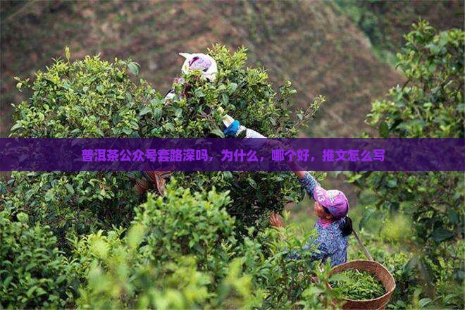 普洱茶公众号套路深吗