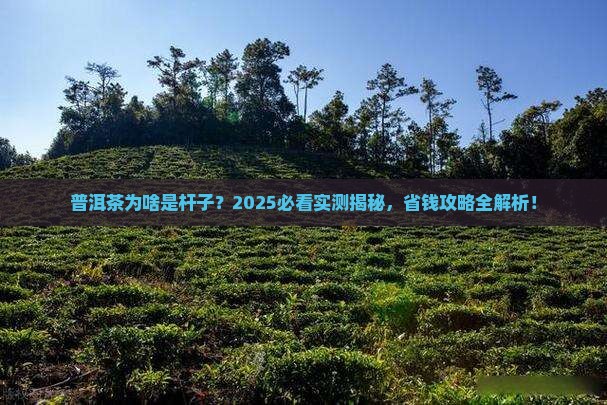 普洱茶为啥是杆子