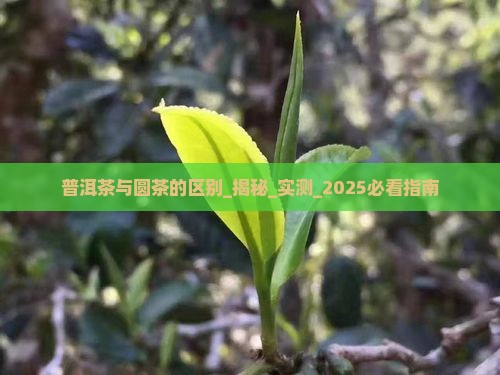 普洱茶与圆茶的区别