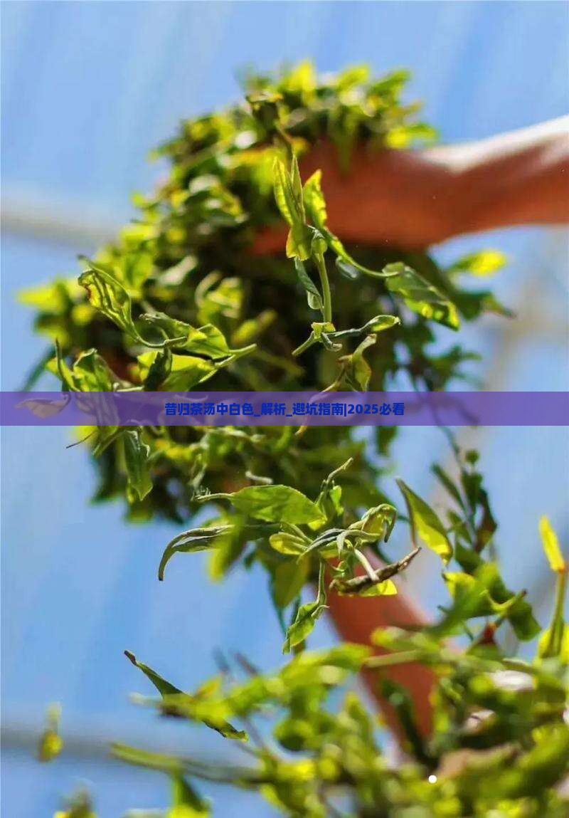 昔归茶汤中白色