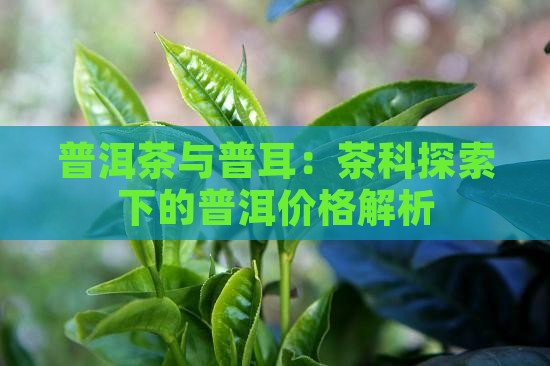 美卡联盟的普洱茶