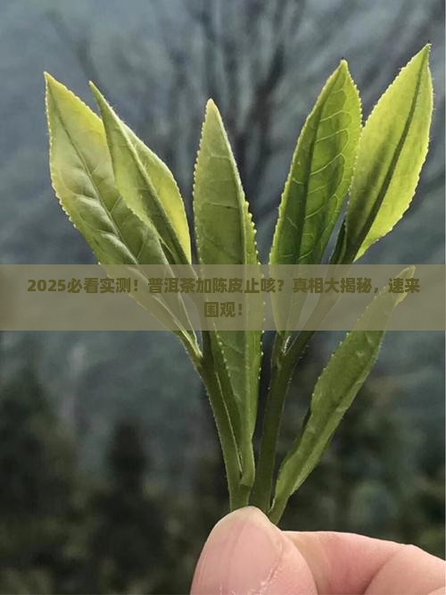 普洱茶加陈皮能止咳不