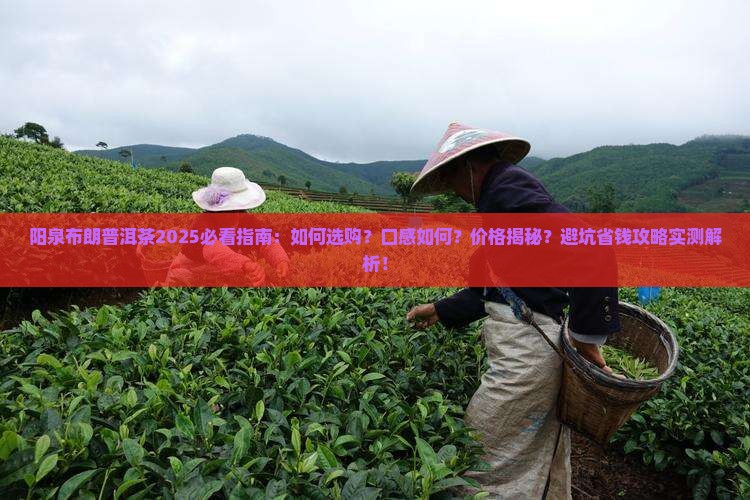 阳泉布朗普洱茶