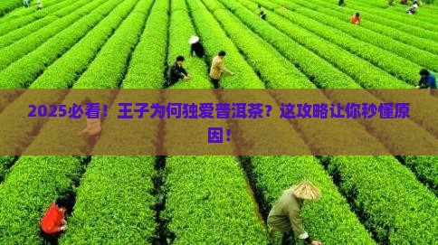 王子爱喝普洱茶