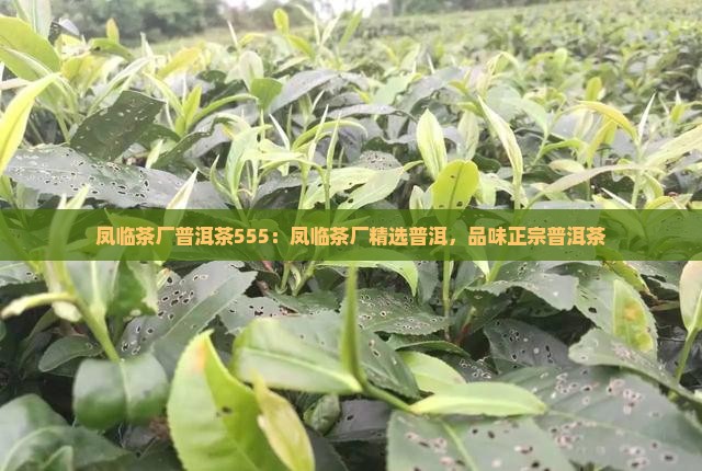 凤临茶厂普洱茶555