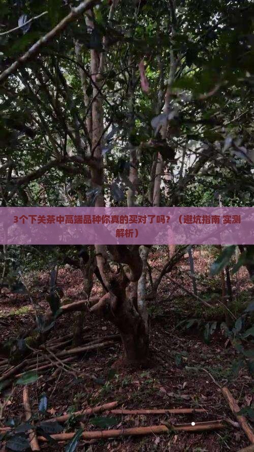 下关茶的中高端品种