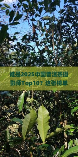 中国普洱茶摄影师排名前十名