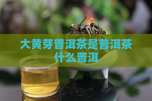 大黄芽普洱茶是什么茶