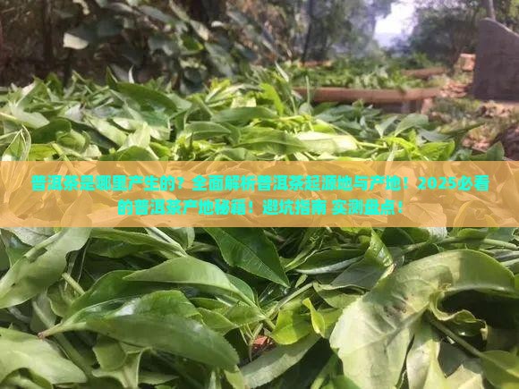 普洱茶是哪里产生的