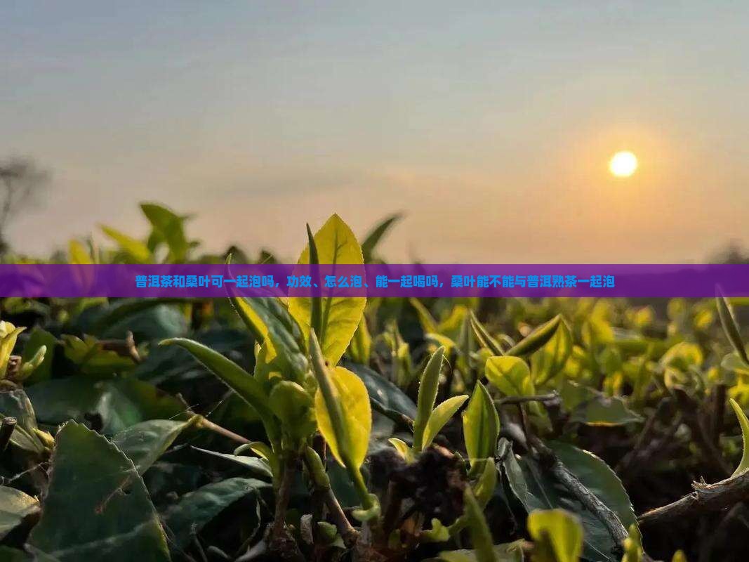 普洱茶和桑叶可一起泡吗