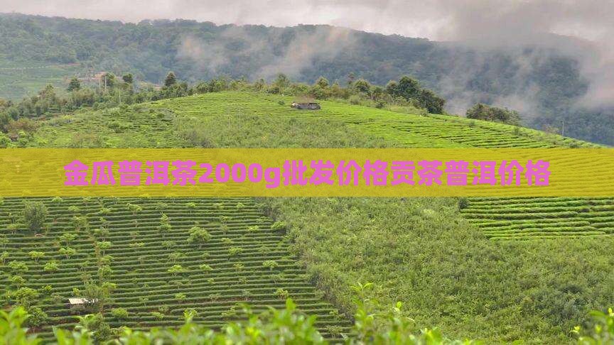 金瓜贡茶2000g价格