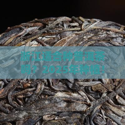浙江省适合种植普洱茶吗