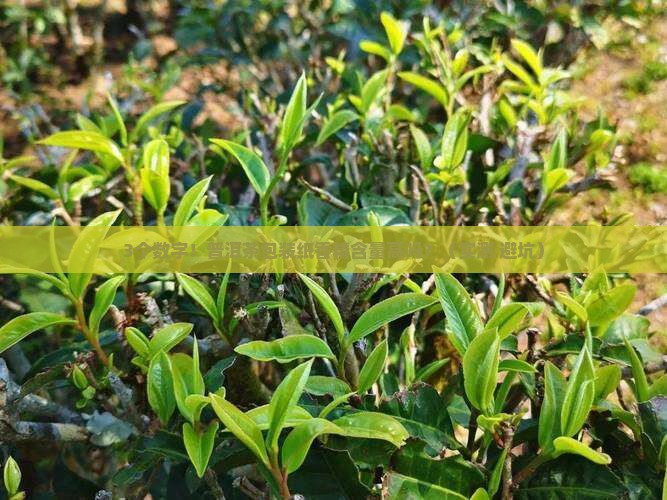 普洱茶包装纸香精含量高吗