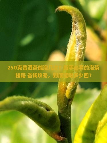 250克普洱茶能泡几次