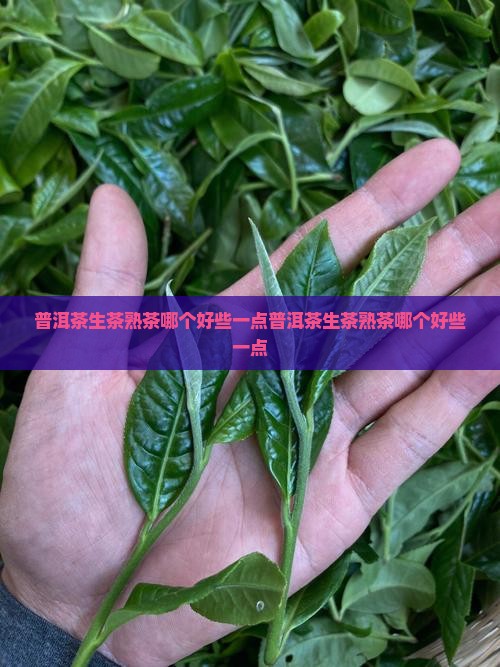 普洱茶生茶熟茶哪个好些一点