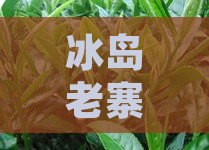冰岛老寨普洱茶的香气