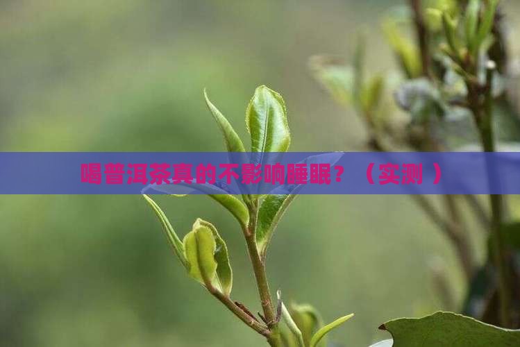 喝普洱茶不影响睡眠