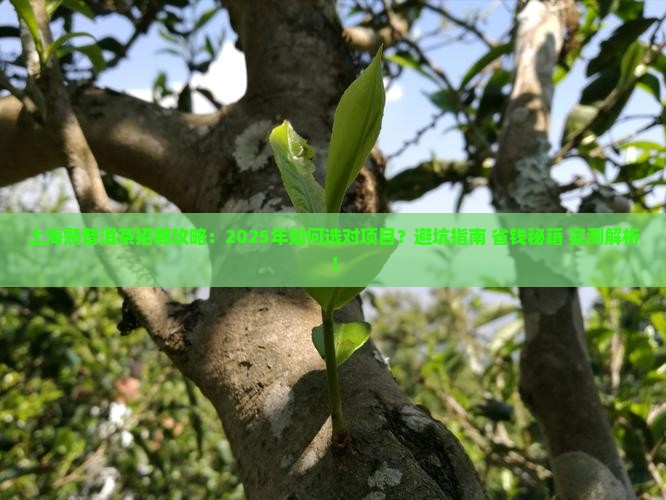 上海熟普洱茶招商