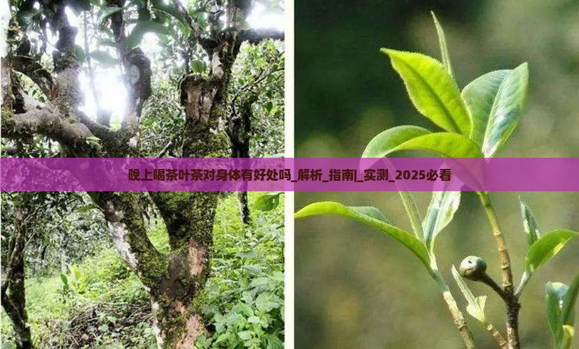 晚上喝茶叶茶对身体有好处吗