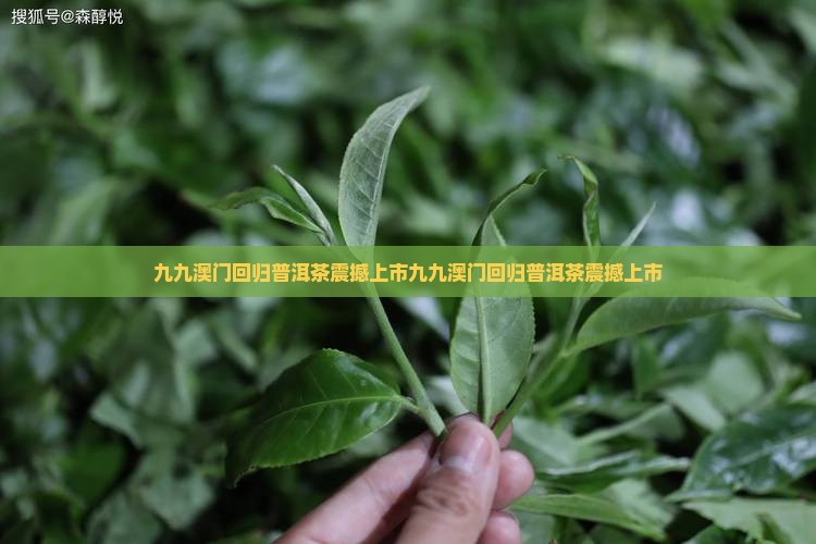 九九澳门回归普洱茶