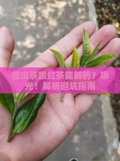普洱茶跟红茶能解药么