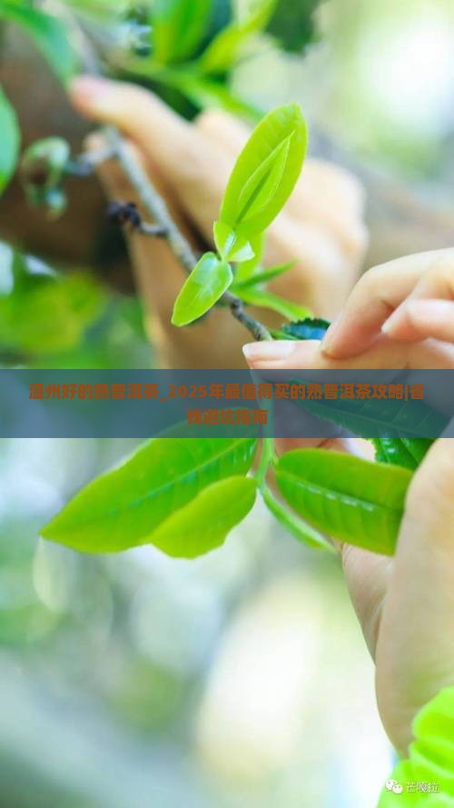 温州好的熟普洱茶