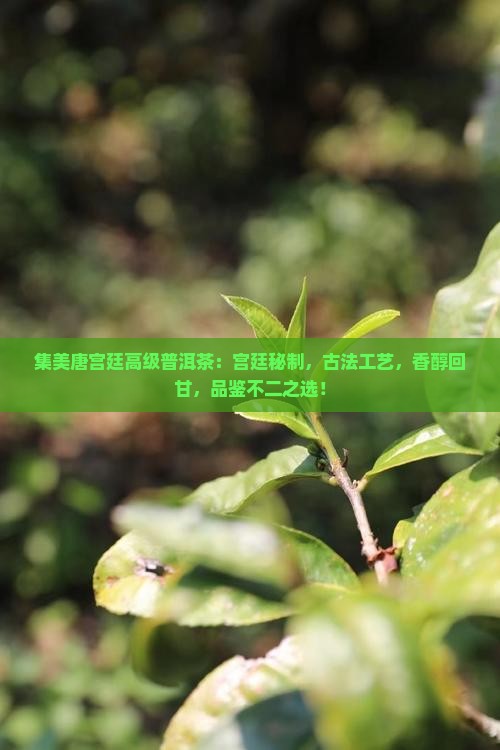 集美唐宫廷高级普洱茶