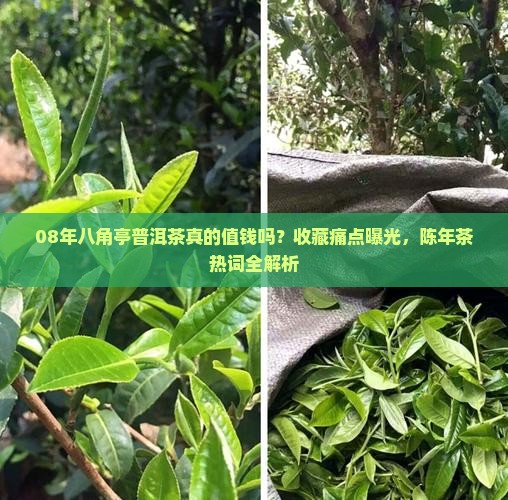 08年八角亭普洱茶