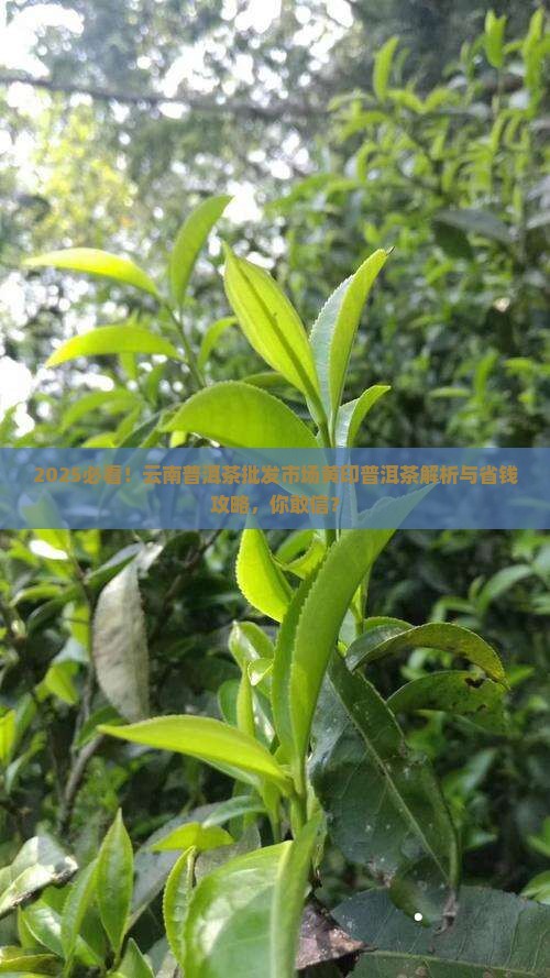 云南普洱茶批发市场黄印普洱茶