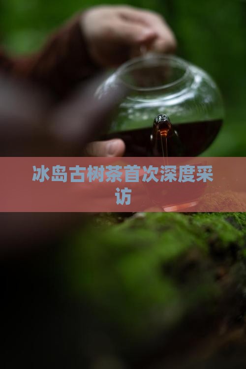 冰岛古树茶第一次采访