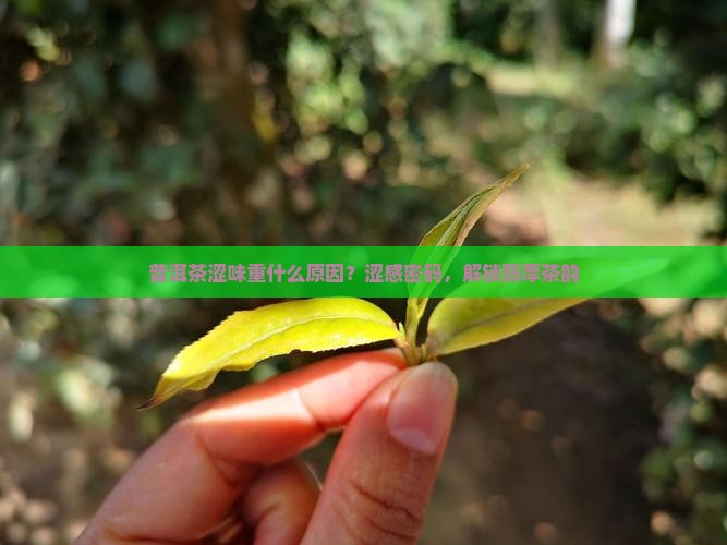 普洱茶涩味重什么原因？涩感密码，解锁醇厚茶韵