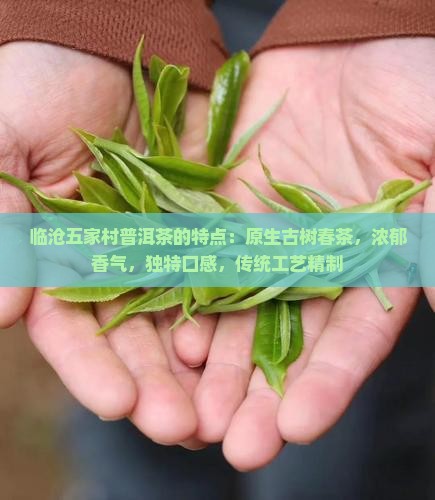 临沧五家村普洱茶的特点：原生古树春茶，浓郁香气，独特口感，传统工艺精制