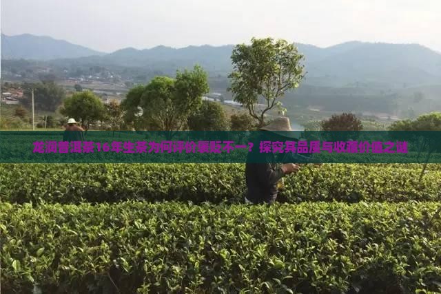 龙润普洱茶16年生茶为何评价褒贬不一？探究其品质与收藏价值之谜
