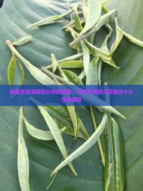 福建生普洱茶和白茶的区别：知名普洱茶公司盘点十大生普差异