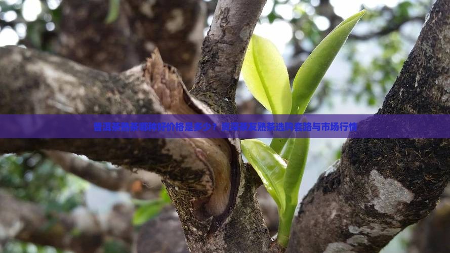 普洱茶熟茶哪种好价格是多少？资深茶友熟茶选购套路与市场行情