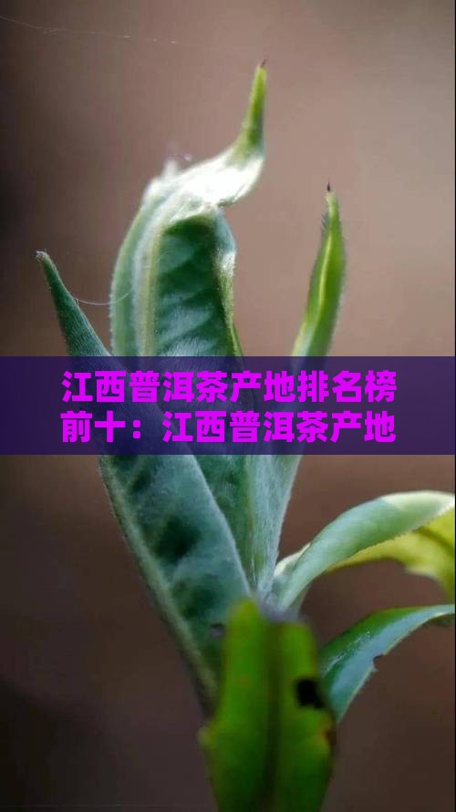 江西普洱茶产地排名榜前十：江西普洱茶产地