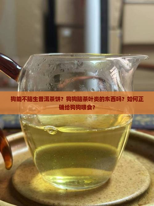狗能不脑生普洱茶饼？狗狗脑茶叶类的东西吗？如何正确给狗狗喂食？