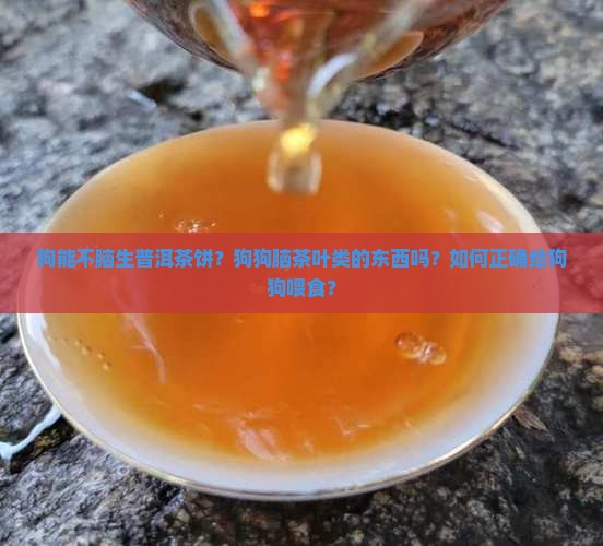 狗能不脑生普洱茶饼？狗狗脑茶叶类的东西吗？如何正确给狗狗喂食？
