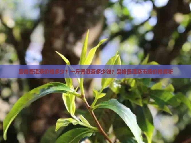 品格普洱茶价格多少？一斤普洱茶多少钱？品格普洱茶市场价格解析