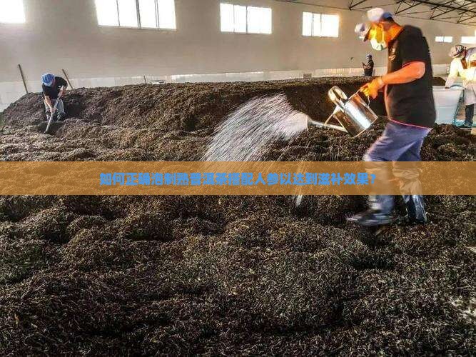 如何正确泡制熟普洱茶搭配人参以达到滋补效果？