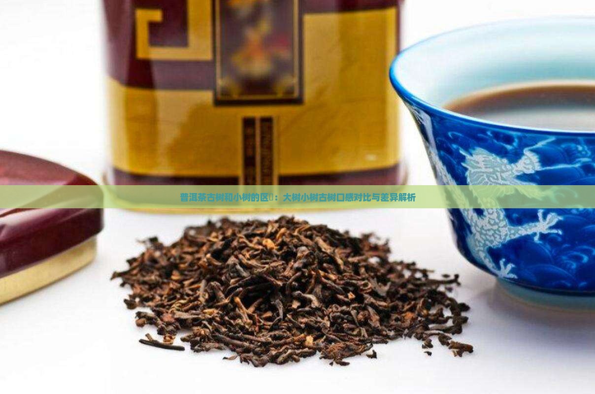 普洱茶古树和小树的区別：大树小树古树口感对比与差异解析