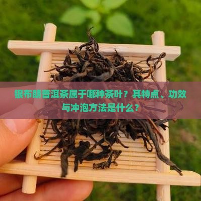 银布朗普洱茶属于哪种茶叶？其特点、功效与冲泡方法是什么？