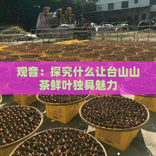 观音：探究什么让台山山茶鲜叶独具魅力