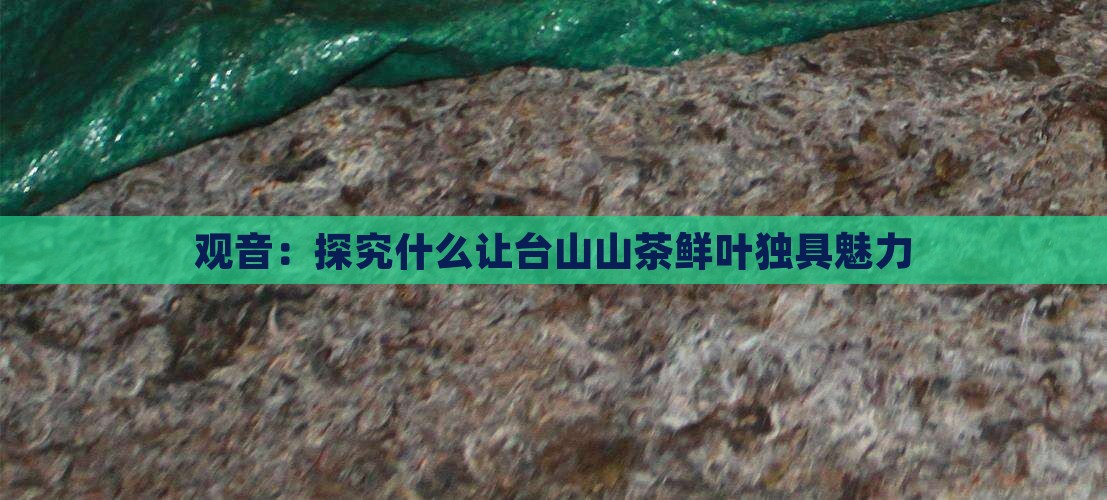 观音：探究什么让台山山茶鲜叶独具魅力