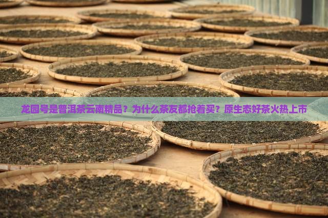 龙园号是普洱茶云南精品？为什么茶友都抢着买？原生态好茶火热上市