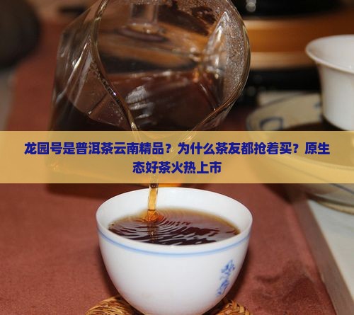 龙园号是普洱茶云南精品？为什么茶友都抢着买？原生态好茶火热上市