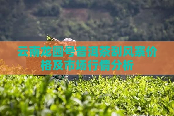 云南龙园号普洱茶刮风寨价格及市场行情分析