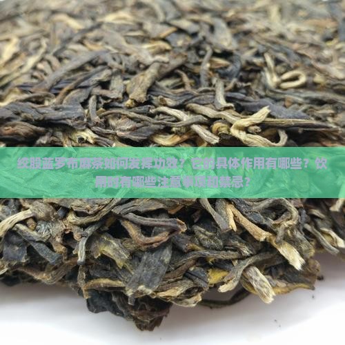 绞股蓝罗布麻茶如何发挥功效？它的具体作用有哪些？饮用时有哪些注意事项和禁忌？