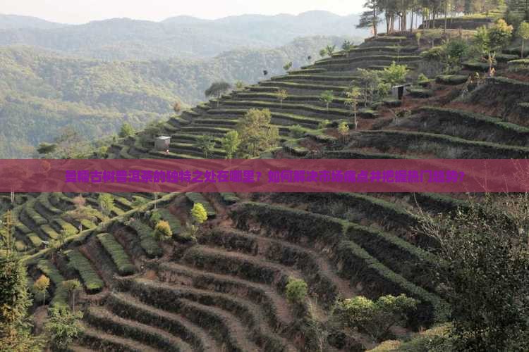 曼糯古树普洱茶的独特之处在哪里？如何解决市场痛点并把握热门趋势？